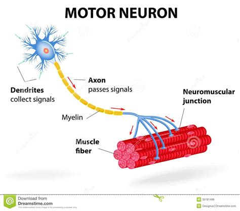 neurona motora - estructura de la neurona
